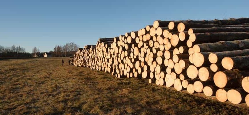 Perkame eglės rąstus nuo 14cm B/C kokybės