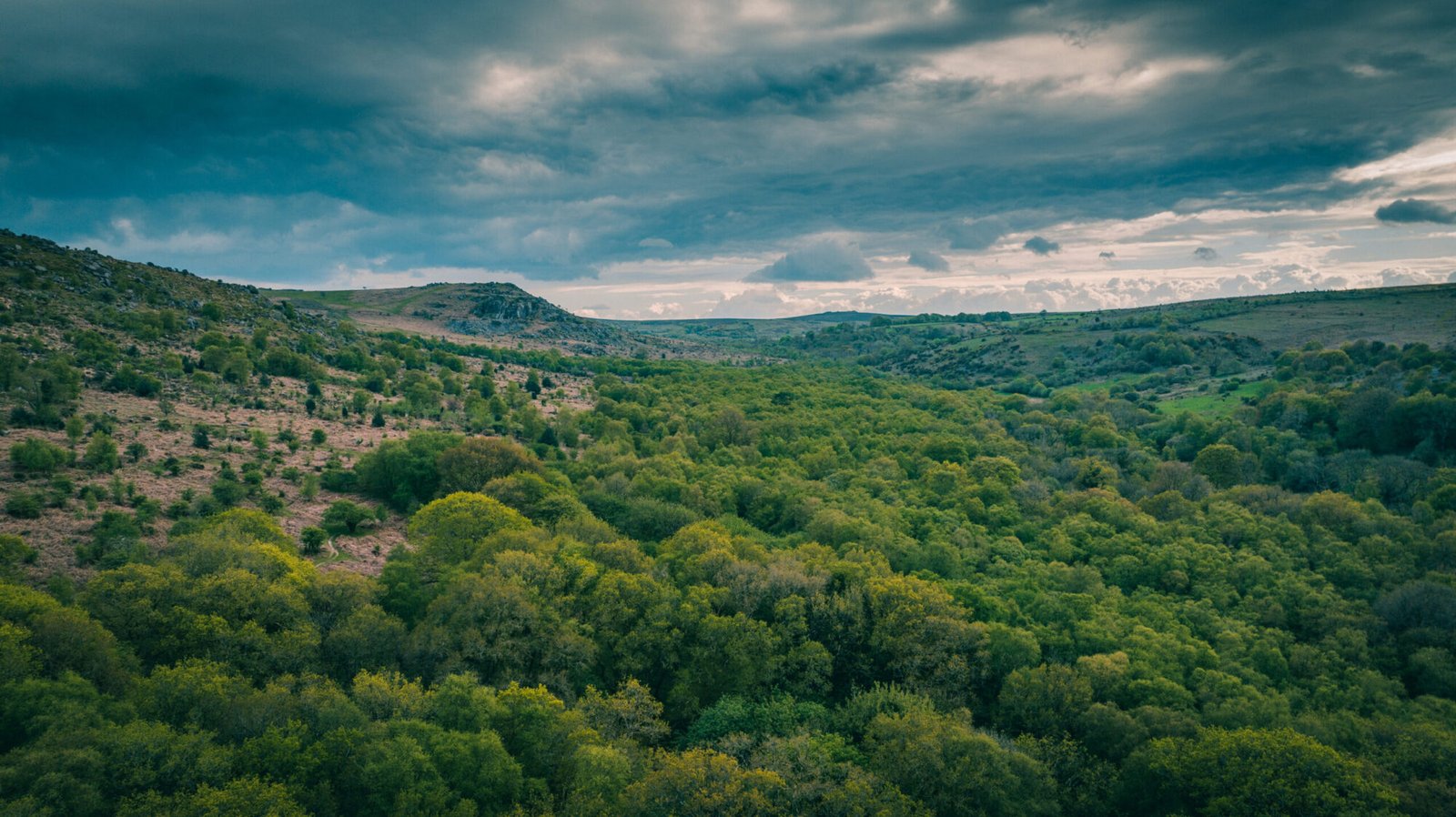 Perkame mišką