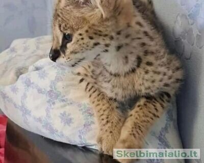 anonyig.io_Instagram_savannah_serval_kittens_3029543641048038321_49961352738